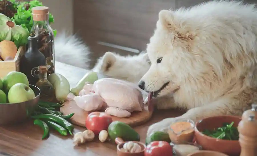 Why Good, Cheap & Fast Pet Food Doesn’t Exist y PetWell